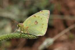 Image of Colias aurorina Herrich-Schäffer (1850)