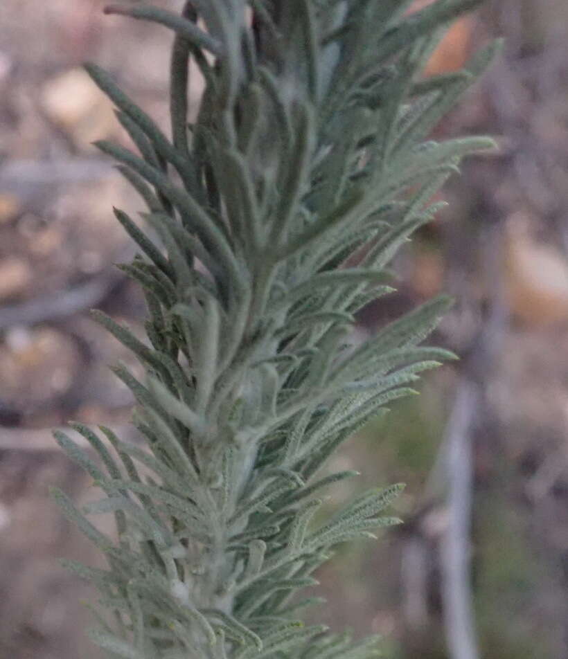 Image of Athanasia pinnata L. fil.