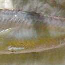 Image of Silver-rag driftfish