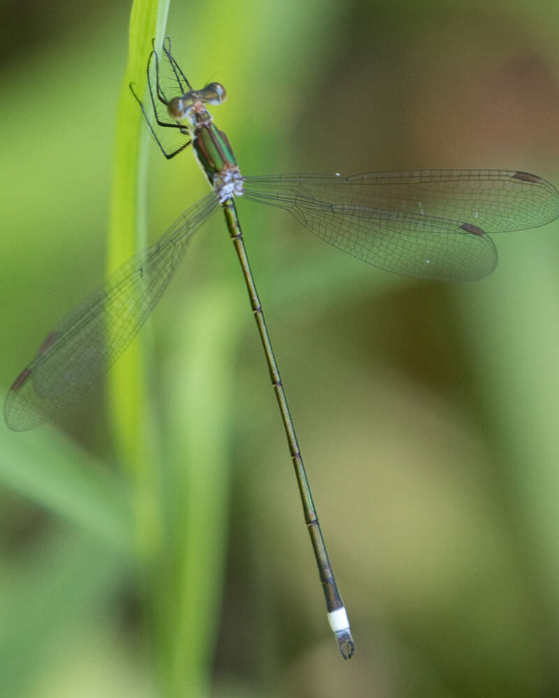 Image of Swamp Spreadwing