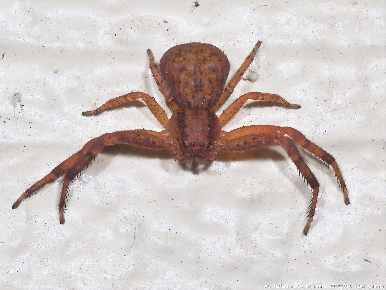 Image of Deadly Ground Crab Spider