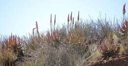 Image of Aloe gariepensis Pillans