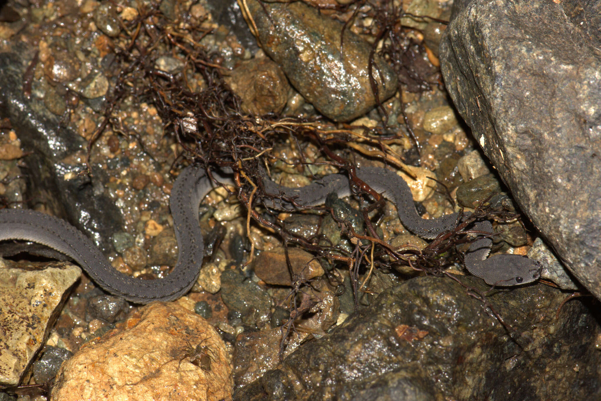 Image of Rough-backed Litter Snake