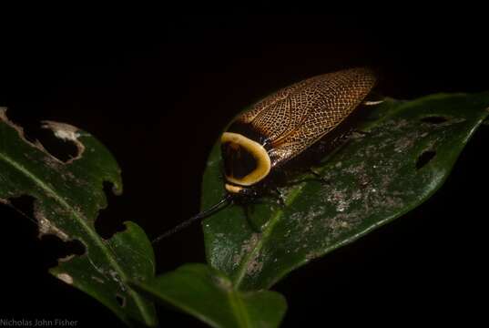 Image of Ellipsidion australe Saussure 1863