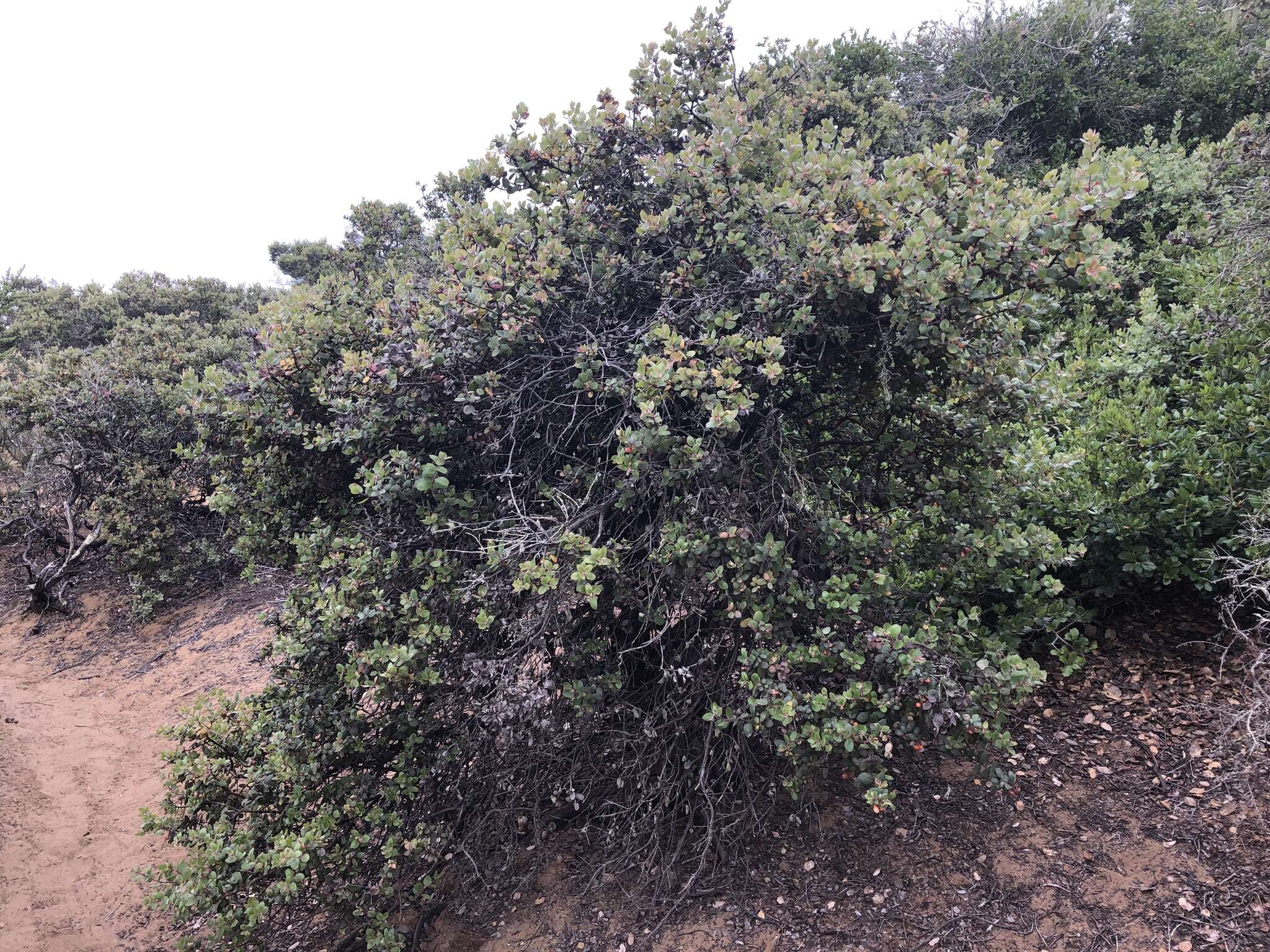 Plancia ëd Arctostaphylos morroensis Wiesl. & Schreiber