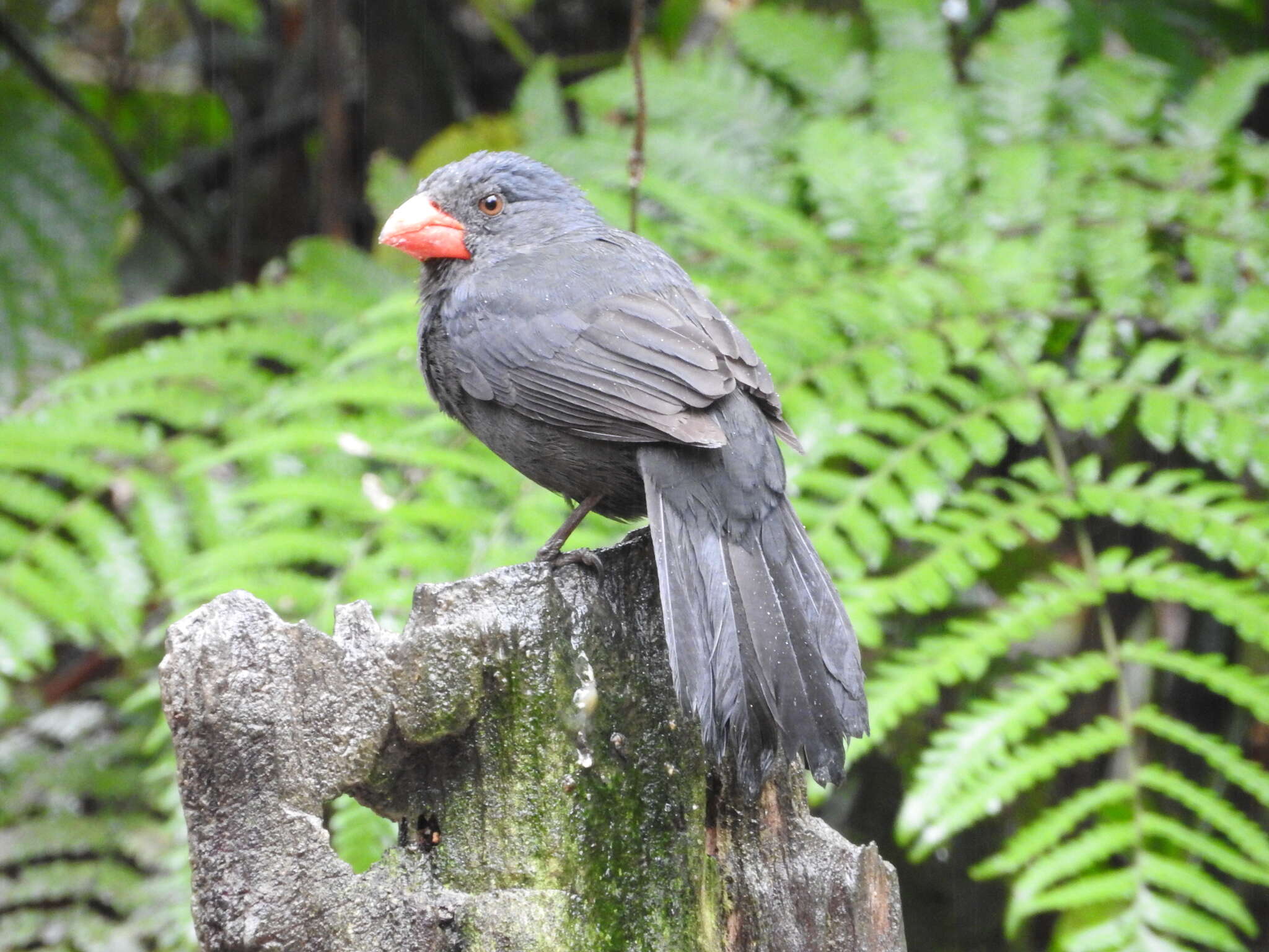 Image of Black-throated Grosbeak