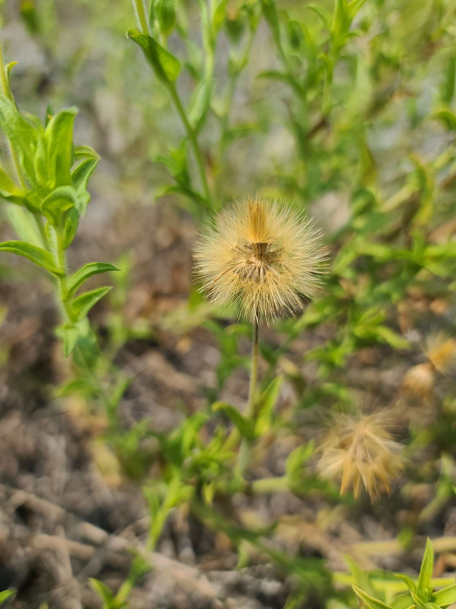 Image of Oregon False Golden-Aster