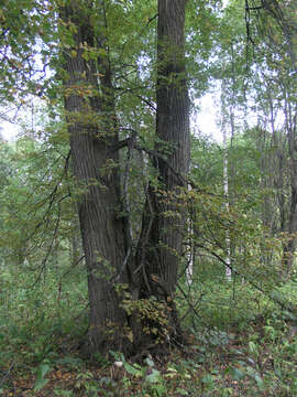 Sivun Tilia amurensis var. sibirica (Fisch. ex Bayer) Y. C. Zhu kuva