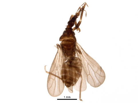 Image of unique-headed bugs