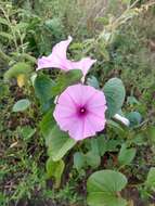 Imagem de Ipomoea asarifolia (Desr.) Roem. & Schult.