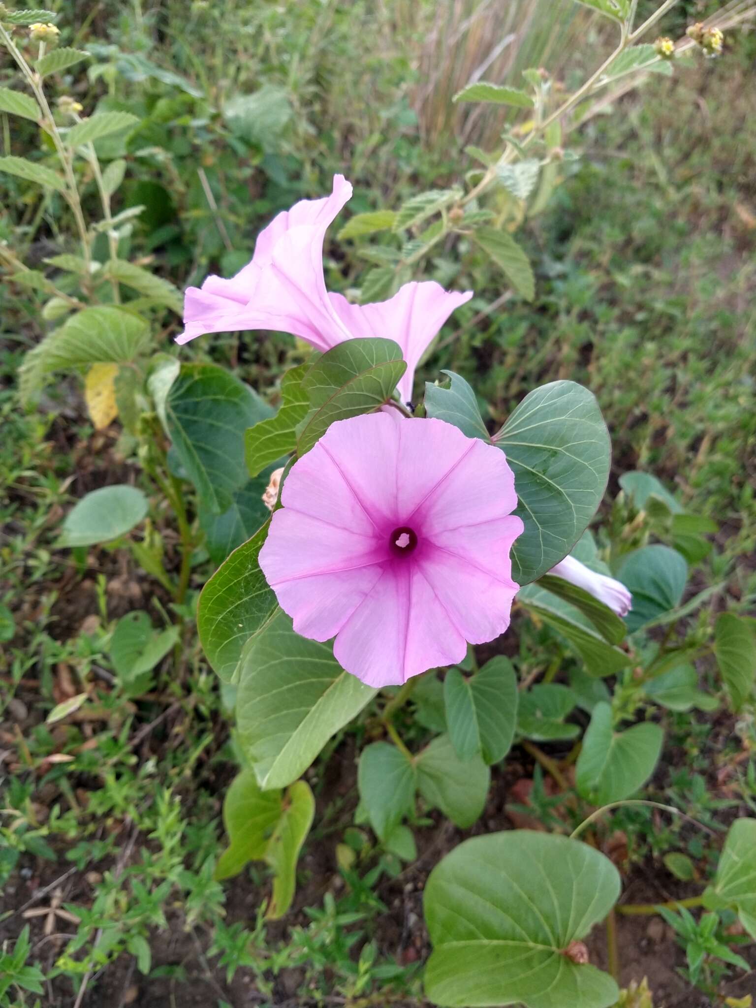 Imagem de Ipomoea asarifolia (Desr.) Roem. & Schult.