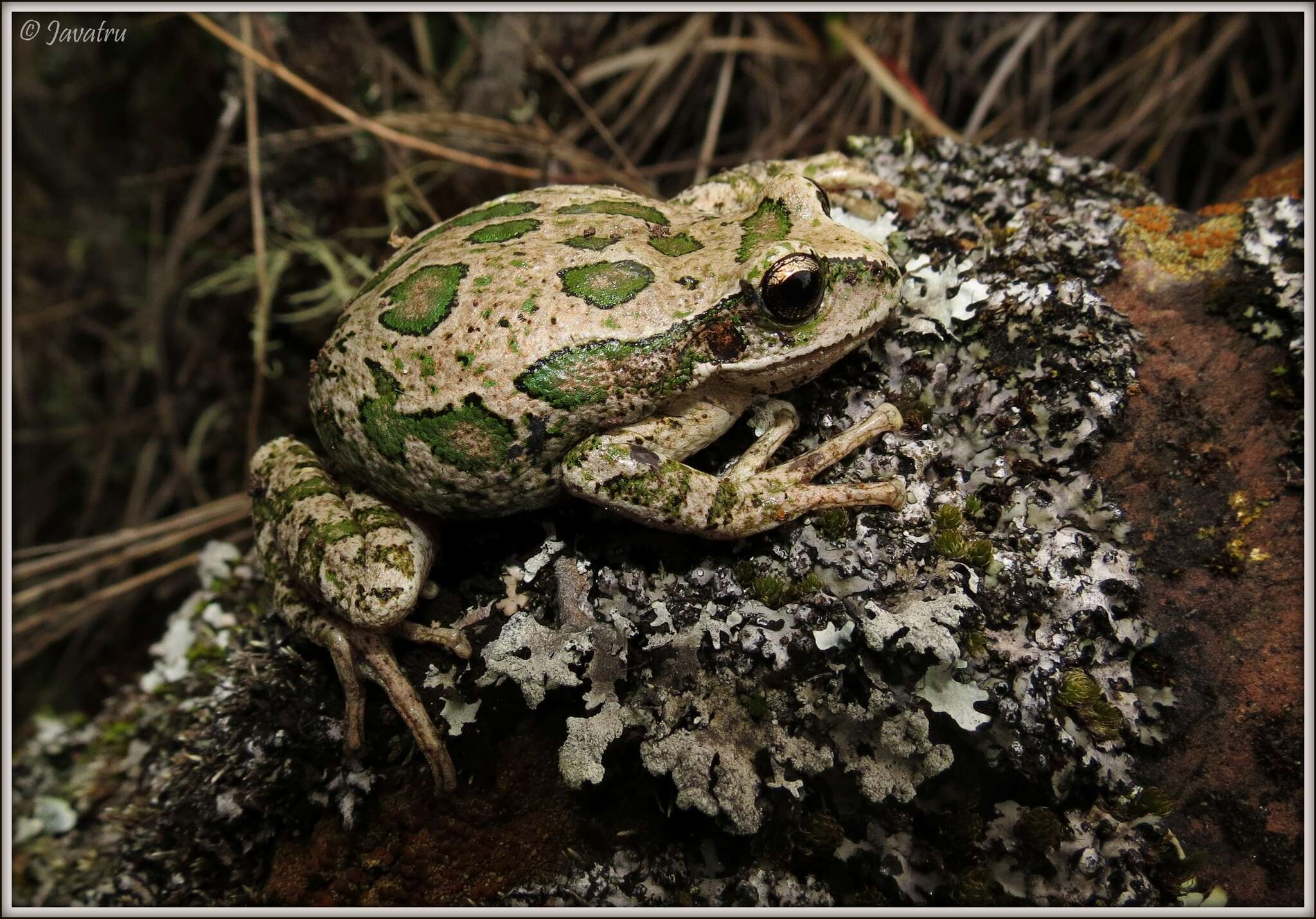 Image de Gastrotheca marsupiata (Duméril & Bibron 1841)