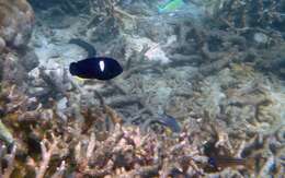 Image of Black Angelfish