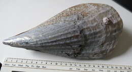 Image of horse mussel