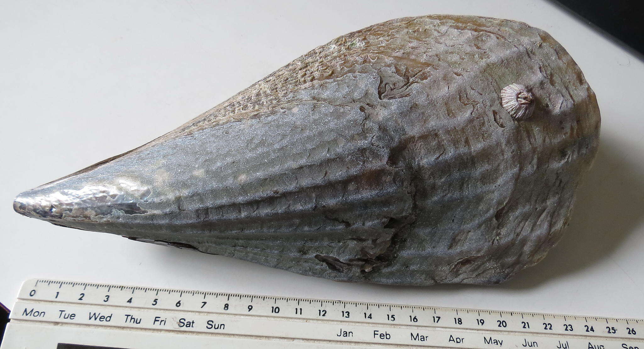 Image of horse mussel