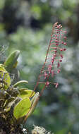 Image de Stelis antennata Garay