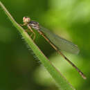 Image of Orangeblack Hawaiian Damselfly