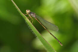 Image of Orangeblack Hawaiian Damselfly