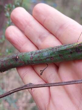 Acacia parvipinnula Tindale resmi