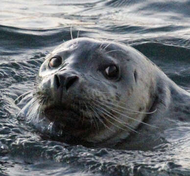 Image of Pacific harbor seal