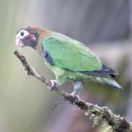 Image of Brown-hooded Parrot