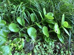 Image of Gynura elliptica Yabe & Hayata