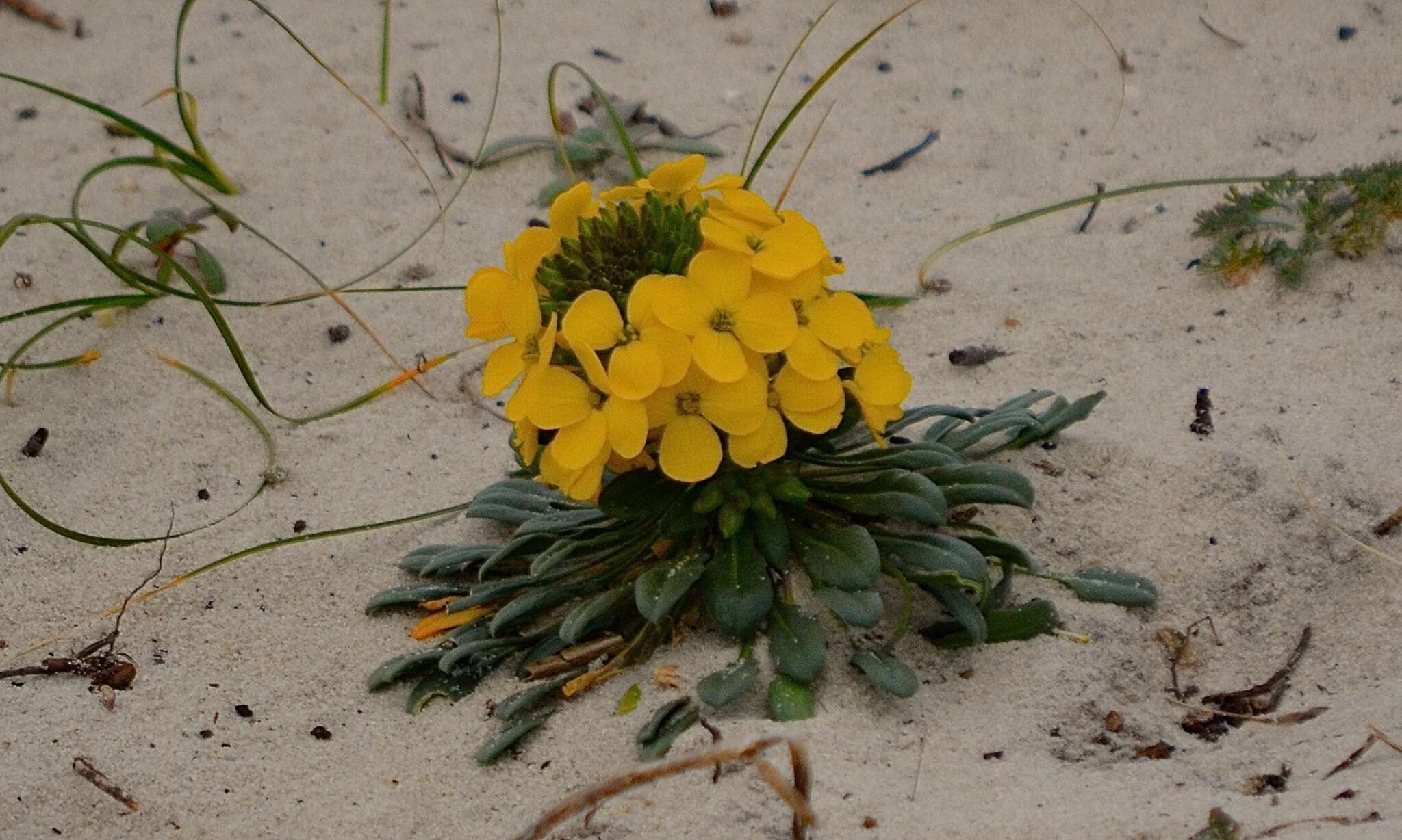 Imagem de Erysimum menziesii (Benth. & Hook. fil.) Wettst.