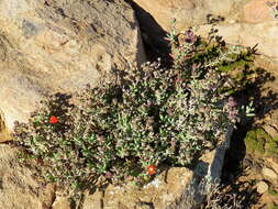 Image of Delosperma ornatulum N. E. Br. ex Stapf