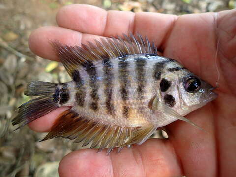 Слика од Archocentrus centrarchus (Gill 1877)