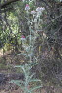 Imagem de Cirsium occidentale var. occidentale