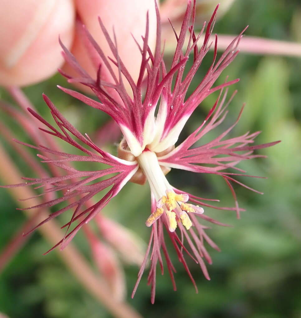 Image of Pelargonium caffrum (Eckl. & Zeyh.) Steud.