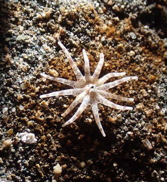 Image of cryptic burrowing anemone