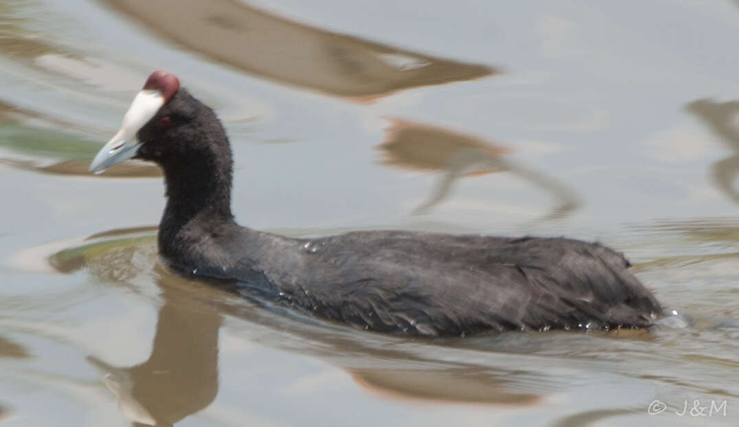 Imagem de Fulica cristata Gmelin & JF 1789