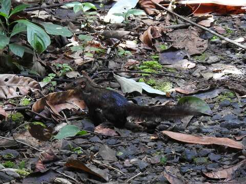 Image of Large Tree Shrew