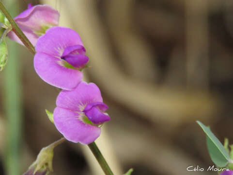 Sivun Tephrosia purpurea subsp. purpurea kuva