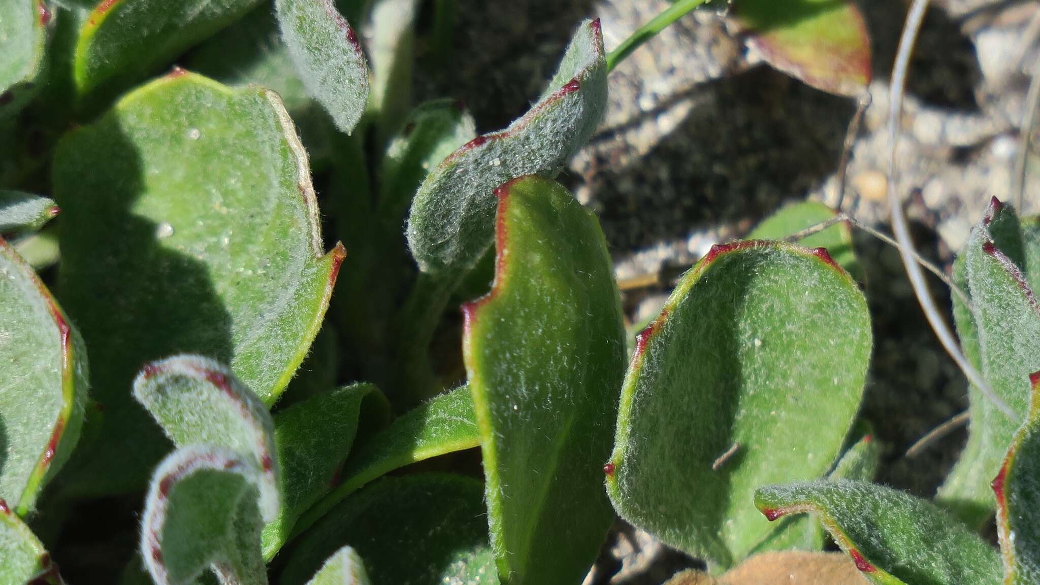 Image of Centella tridentata var. hermanniifolia