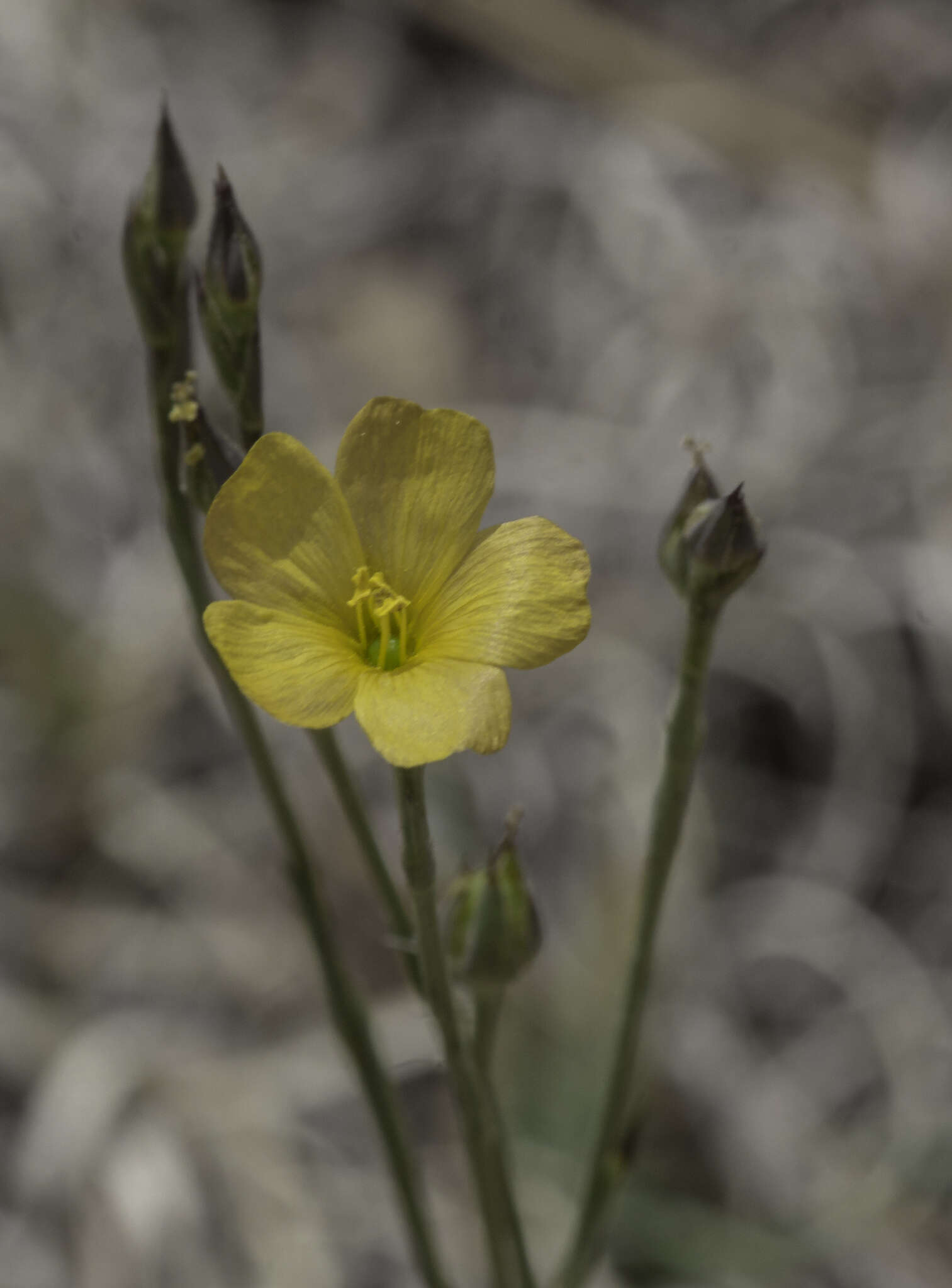 Image of southern flax