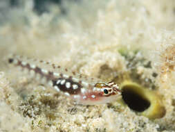 Image of Red Sea dwarfgoby