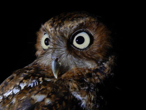 Image of Whiskered Screech Owl