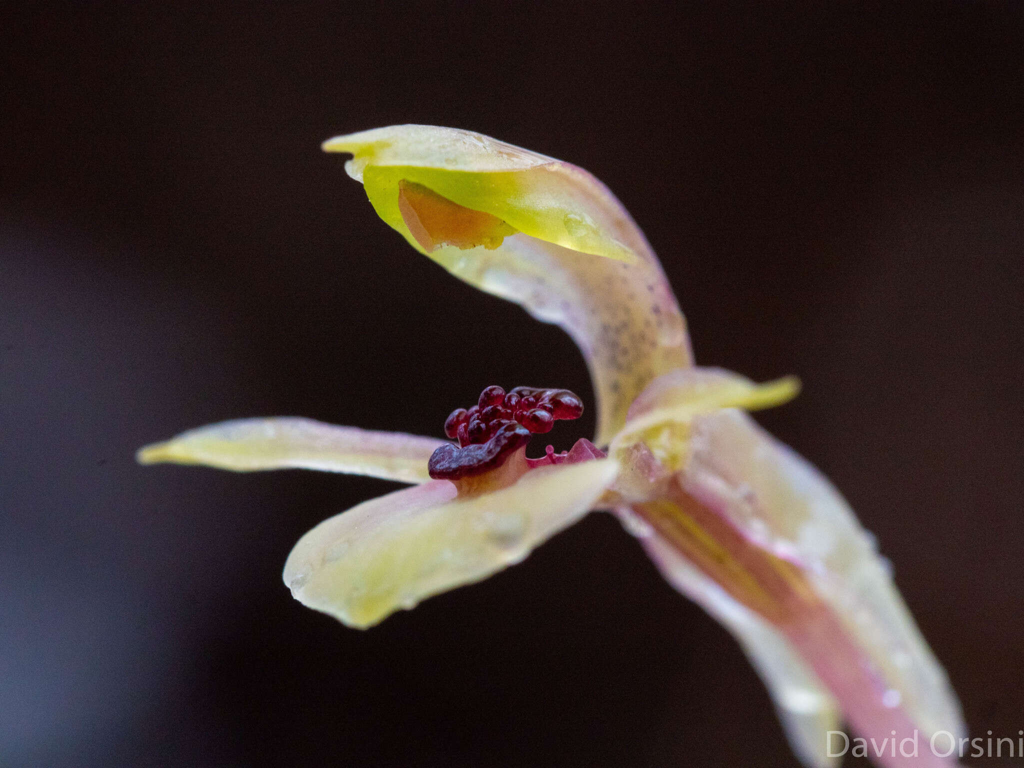 Image of Broad-Lip bird orchid