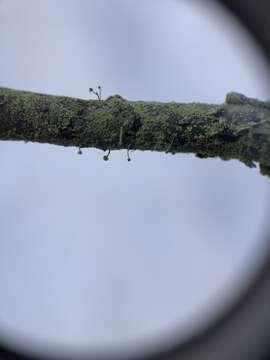 Image of needle lichen