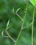 Image of Epimedium alpinum L.