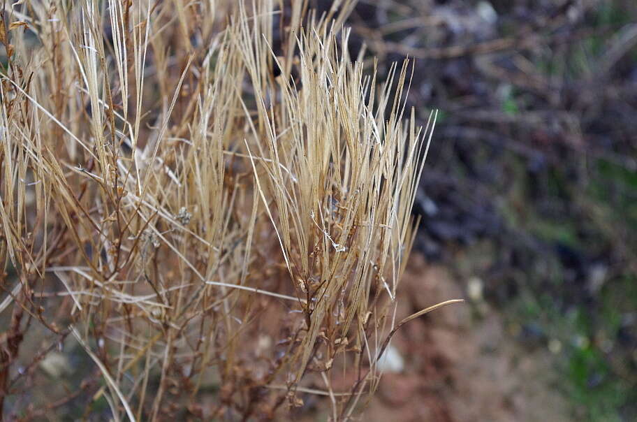 Image of Epilobium lamyi F. W. Schultz