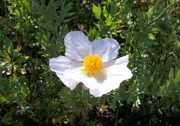 Image of Coulter's Matilija poppy