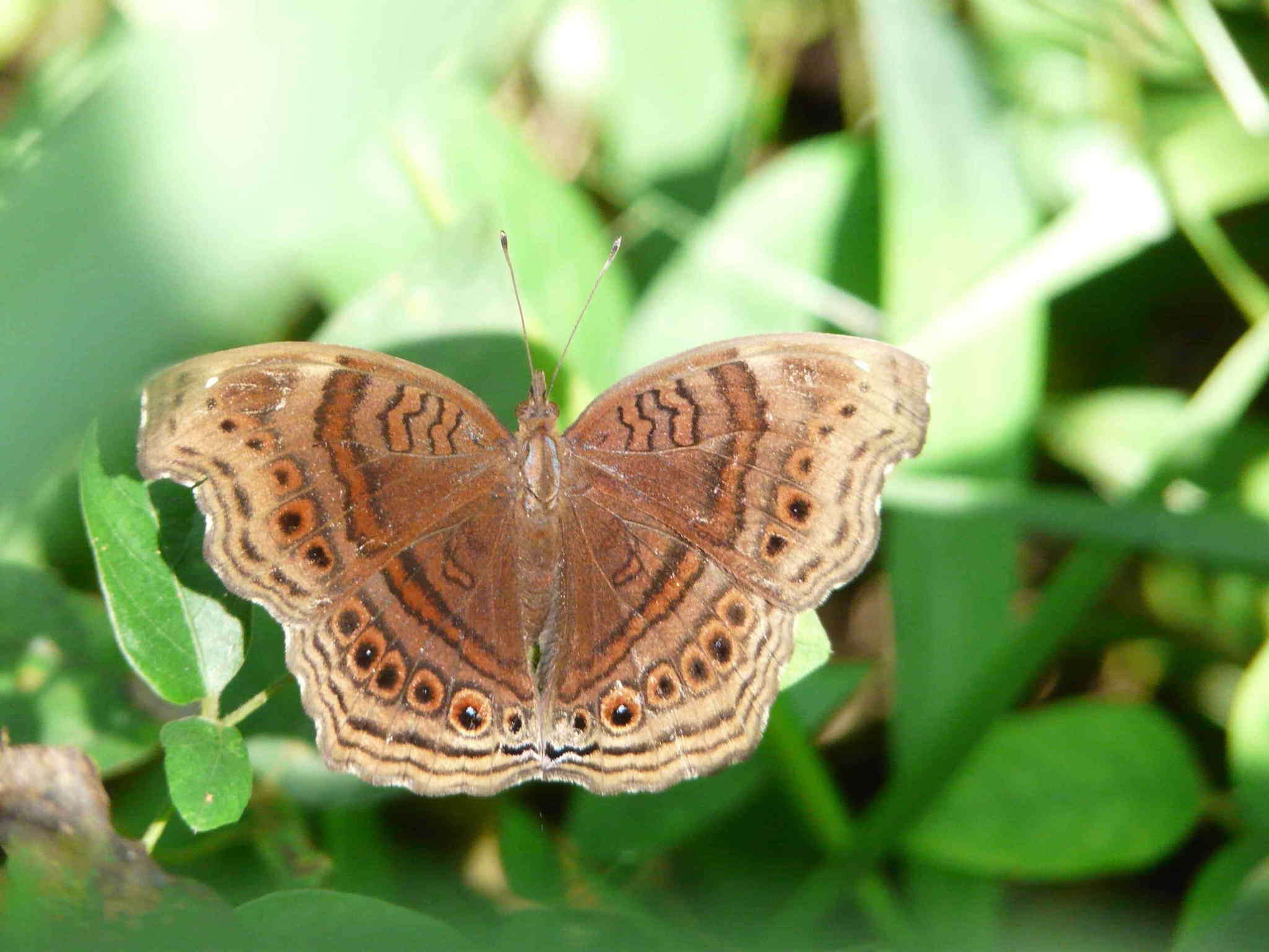 Imagem de Junonia stygia Aurivillius 1894