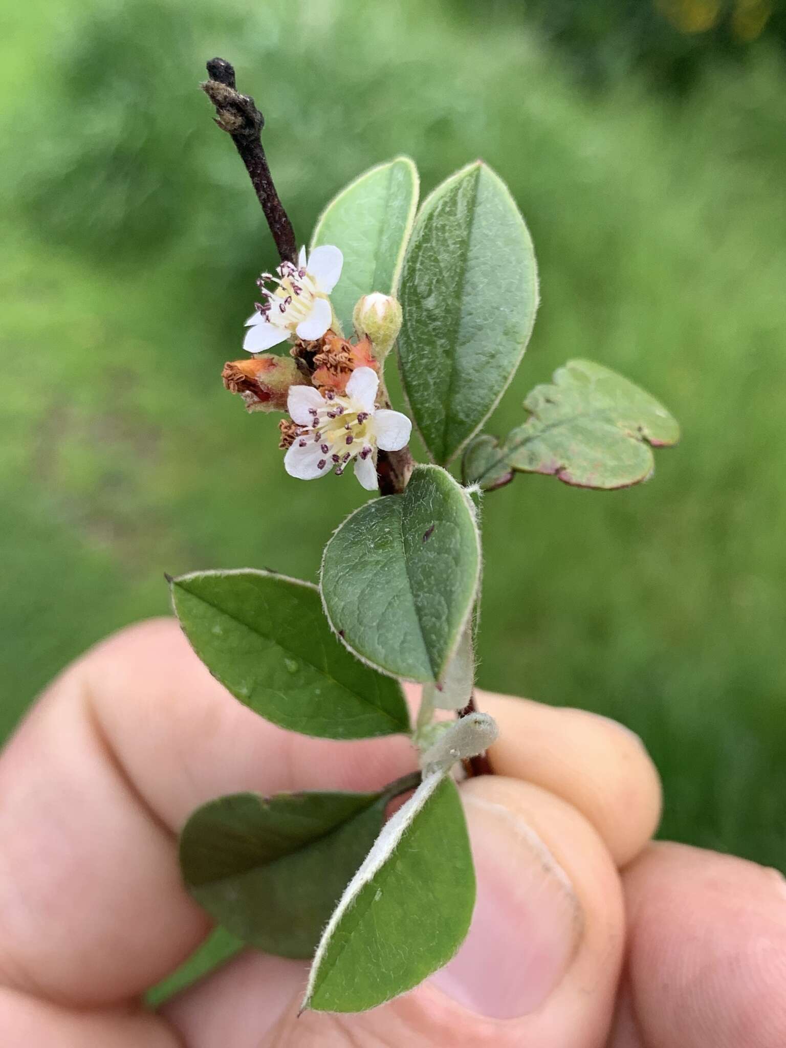 Sivun Cotoneaster pannosus Franch. kuva