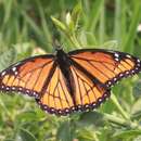 Image of Limenitis archippus lahontani Herlan (1971)