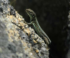 Image of Iberolacerta monticola monticola (Boulenger 1905)