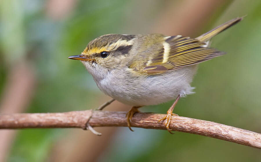 Image of Lemon-rumped Warbler