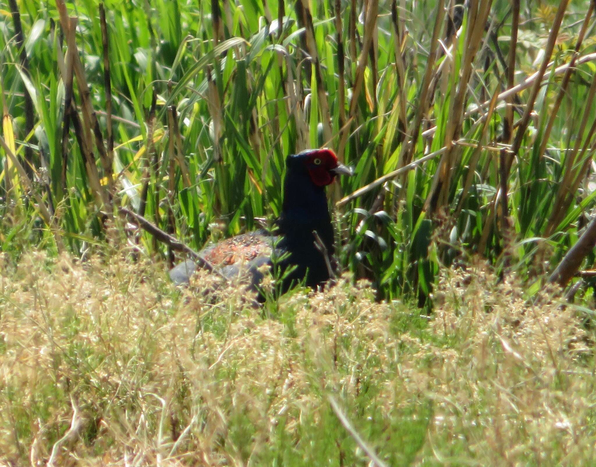 Image of Green Pheasant